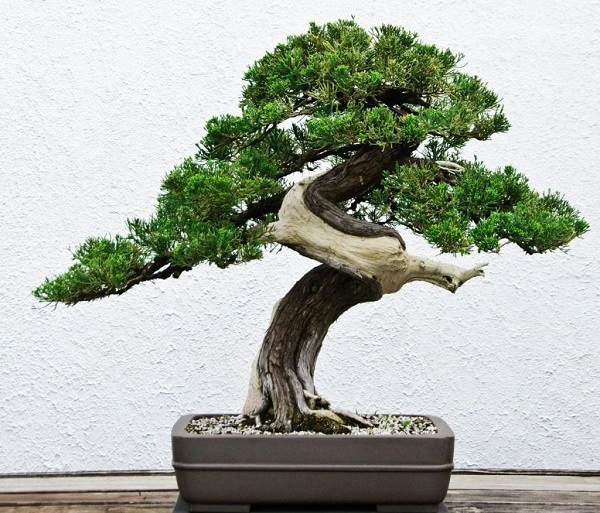 Phân loại và chăm sóc các loại cây cảnh bonsai đơn giản tại nhà