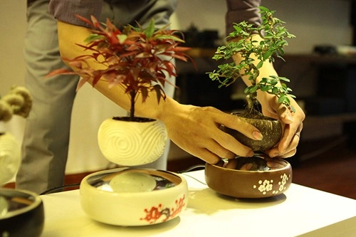 Săn bonsai bay xoay tròn trên không trung chơi tết