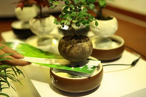 Săn bonsai bay xoay tròn trên không trung chơi tết