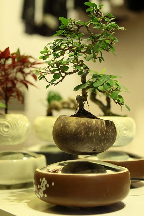 Săn bonsai bay xoay tròn trên không trung chơi tết