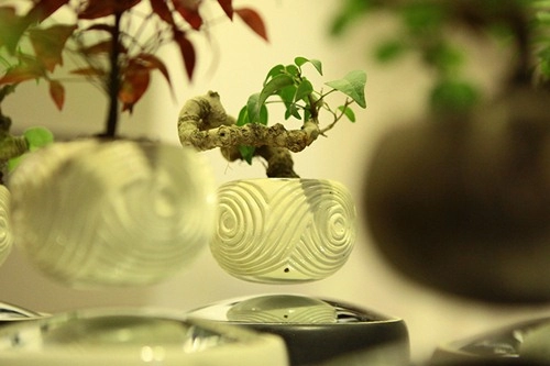 Săn bonsai bay xoay tròn trên không trung chơi tết