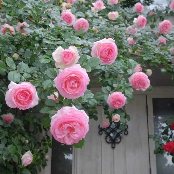 Sử dụng nó để trồng và bảo vệ hoa hồng cành khỏe lá xanh tốt hoa tuôn không ngừng