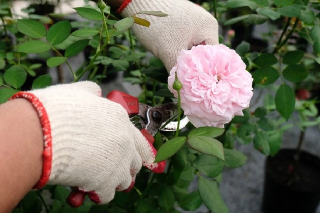 Sử dụng nó để trồng và bảo vệ hoa hồng cành khỏe lá xanh tốt hoa tuôn không ngừng