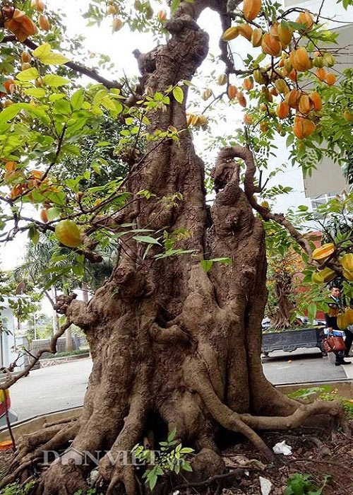 Sửng sốt với cặp khế bonsai ra quả từ gốc tới đỉnh ngọn