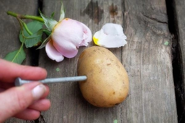Trồng hoa hồng theo clip trên mạng mẹ trẻ ngã ngửa khi thu về hẳn 1 vựa khoai tây