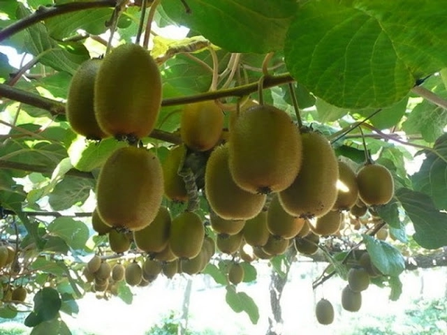 Trồng kiwi trong chậu mát nhà mà sướng miệng