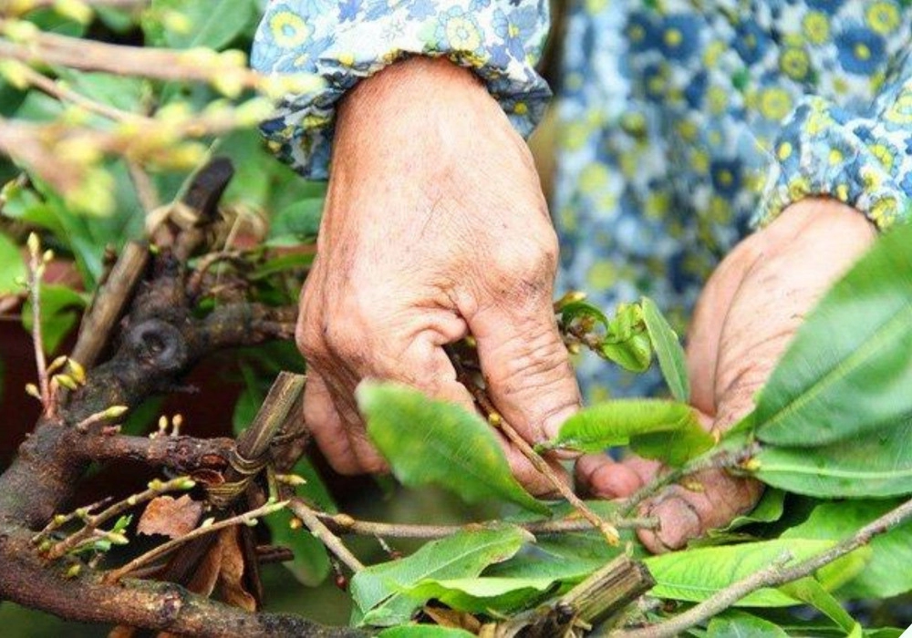 Từ nay tới tết nguyên đán cứ đều đặn tưới thứ này vào gốc mai hoa tranh nhau nở bông to để cả tháng không tàn