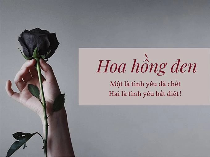 Ý nghĩa hoa hồng đen - loài hoa bí ẩn hiếm có