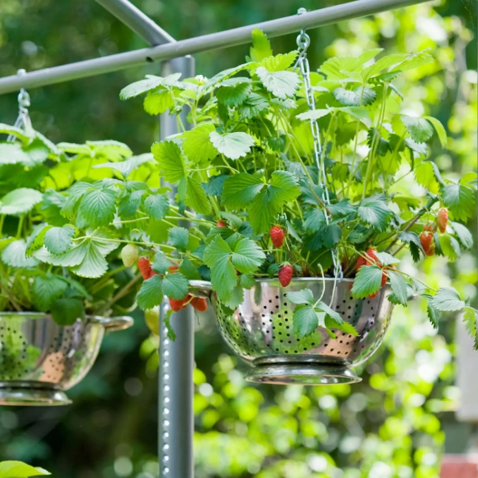 2 cách trồng dâu tây tại nhà cho trái ăn quanh năm