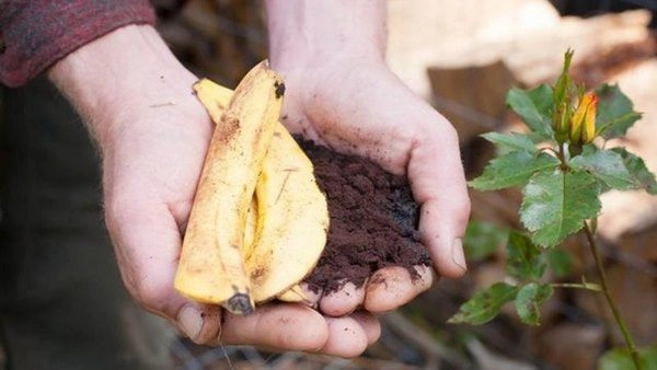 2 loại vỏ này chứa nhiều phốt pho và kali tự nhiên dùng tưới cây hoa sẽ tuôn như suối