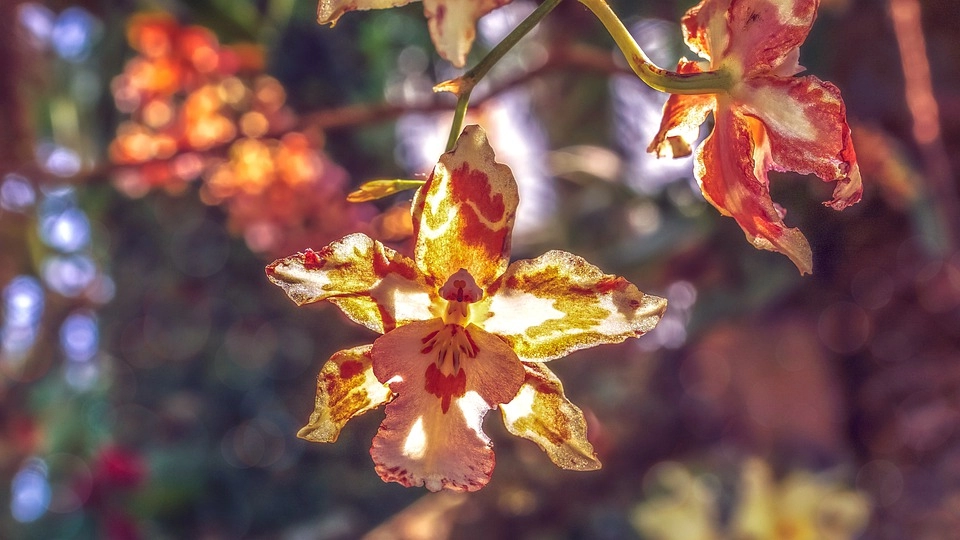 20 loài hoa đẹp nhất thế giới số 3 ở việt nam mọc đầy