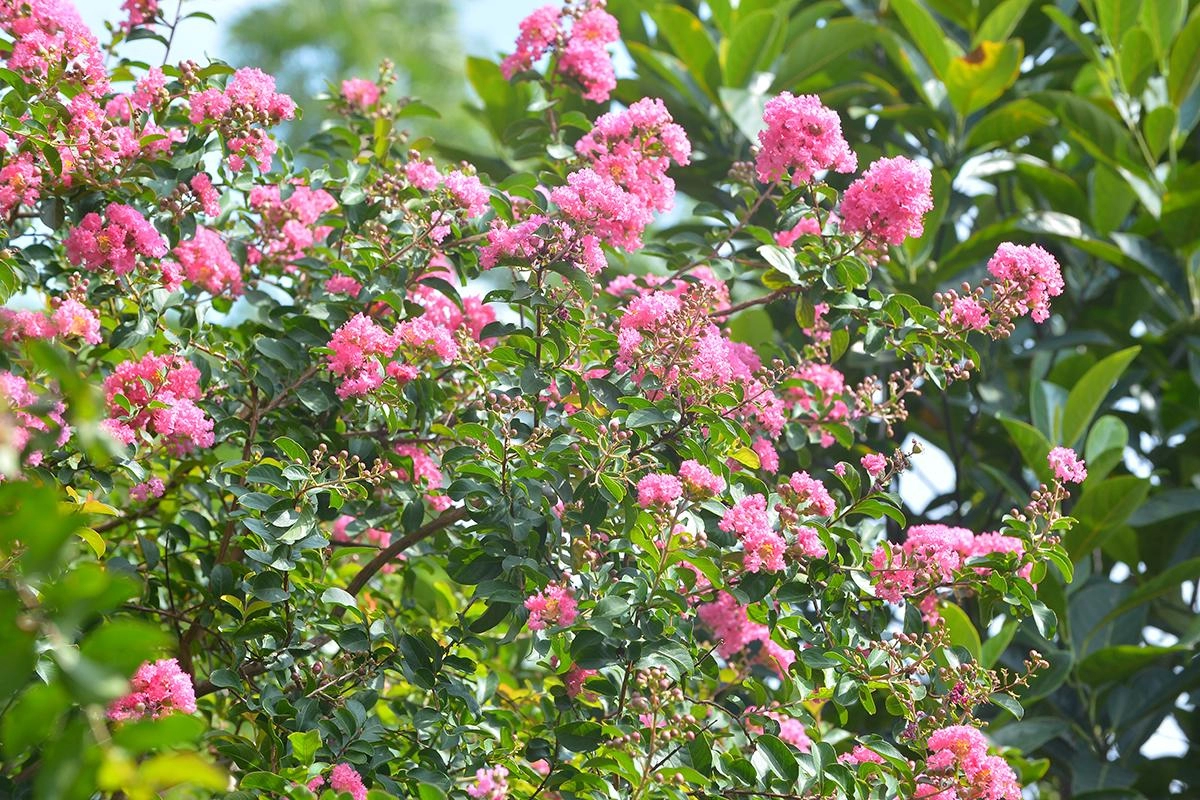 20 loài hoa đẹp nhất thế giới số 3 ở việt nam mọc đầy