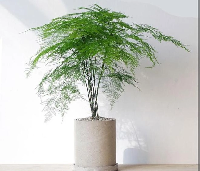 3 loại cây có thể tiệt trùng để một chậu ở nhà không khí trong lành rất tốt cho sức khỏe