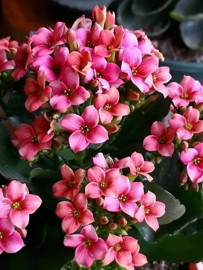 5 loại hoa có tính ăn ngon tháng 9 bón nhiều phân sang đông hoa sẽ nở khắp cành