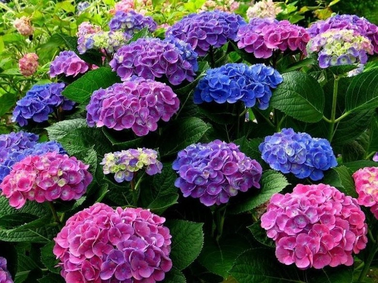 5 loài hoa tuy đẹp nhưng tượng trưng cho sự chia ly tết đừng đặt trong nhà