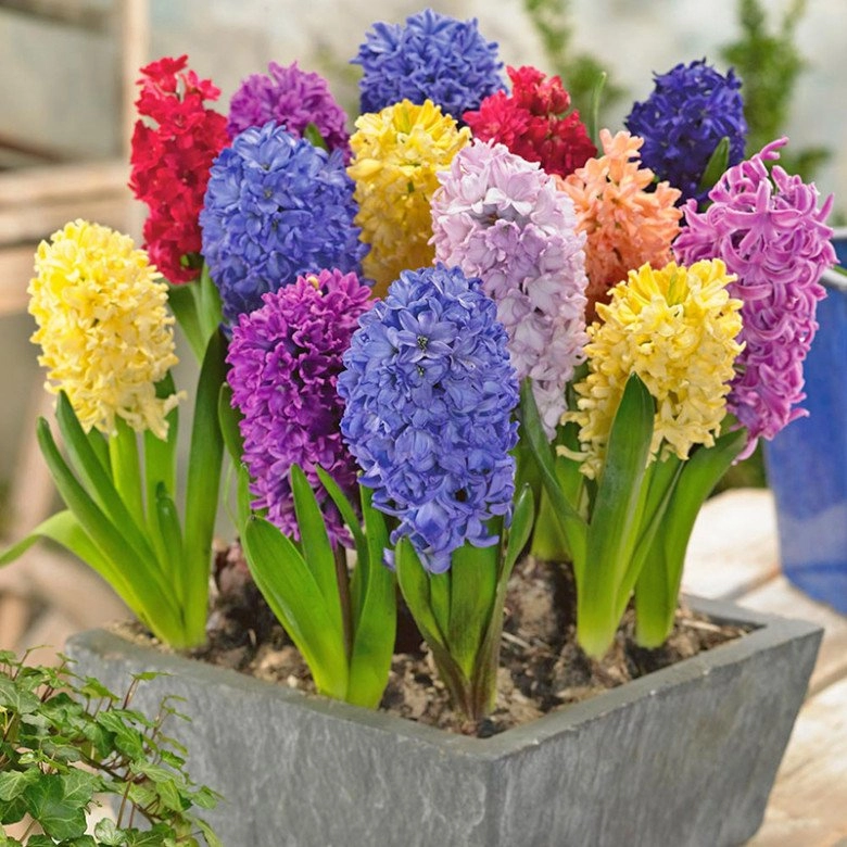 5 loài hoa tuy đẹp nhưng tượng trưng cho sự chia ly tết đừng đặt trong nhà