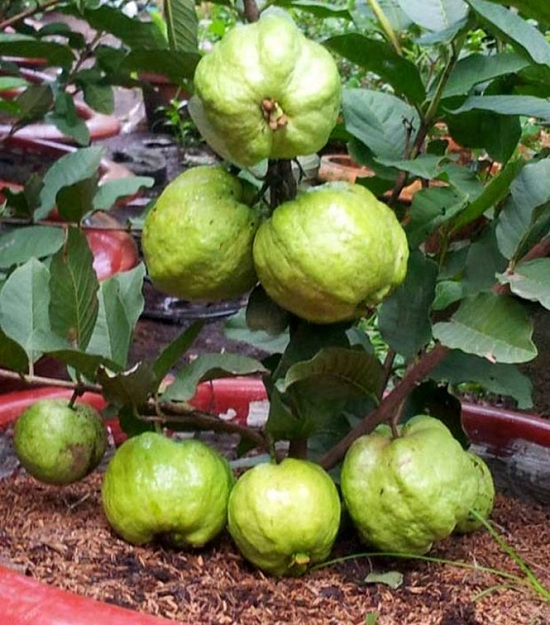 6 loại cây ăn quả dễ trồng trên sân thượng chật hẹp ai không biết chỉ có tiếc hùi hụi