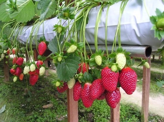6 loại cây ăn quả dễ trồng trên sân thượng chật hẹp ai không biết chỉ có tiếc hùi hụi