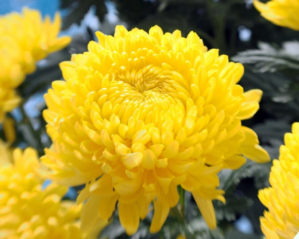 6 loại hoa tuyệt đối không bày bàn thờ ngày tết