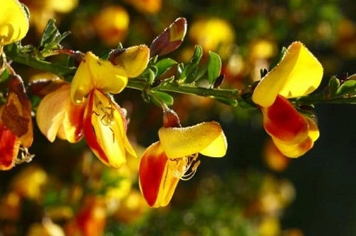 7 loại hoa đẹp nhưng ẩn chứa chất độc gây chết người