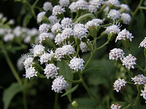 7 loại hoa đẹp nhưng ẩn chứa chất độc gây chết người