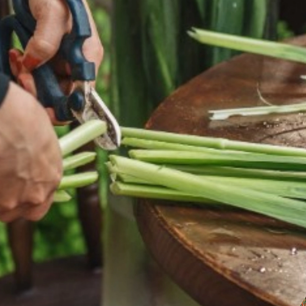 Cắm hoa lay ơn đón tết cứ nhỏ vài giọt này vào thì đến rằm tháng giêng hoa vẫn tươi roi rói không sợ thối gốc