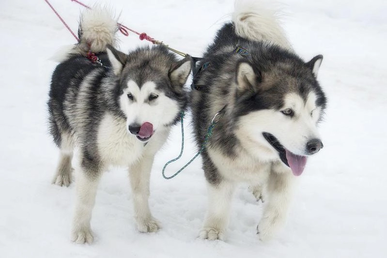 Chó alaska - cách phân biệt với chó husky và cách nuôi