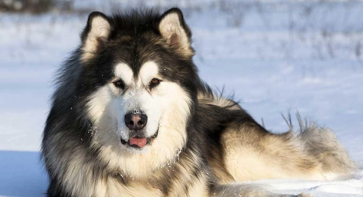 Chó alaska - cách phân biệt với chó husky và cách nuôi