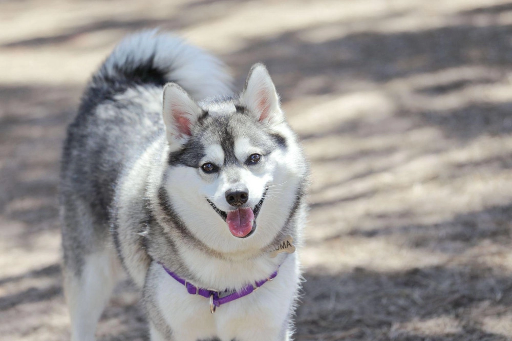 Chó alaska - cách phân biệt với chó husky và cách nuôi