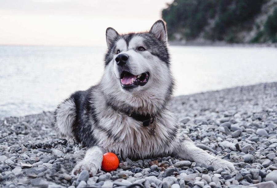 Chó alaska - cách phân biệt với chó husky và cách nuôi