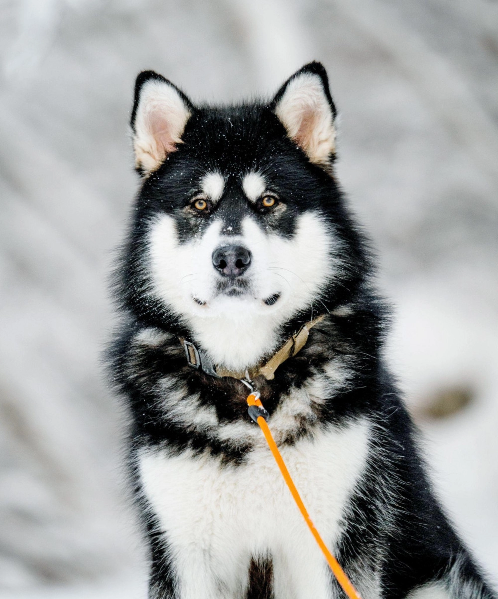 Chó alaska - cách phân biệt với chó husky và cách nuôi