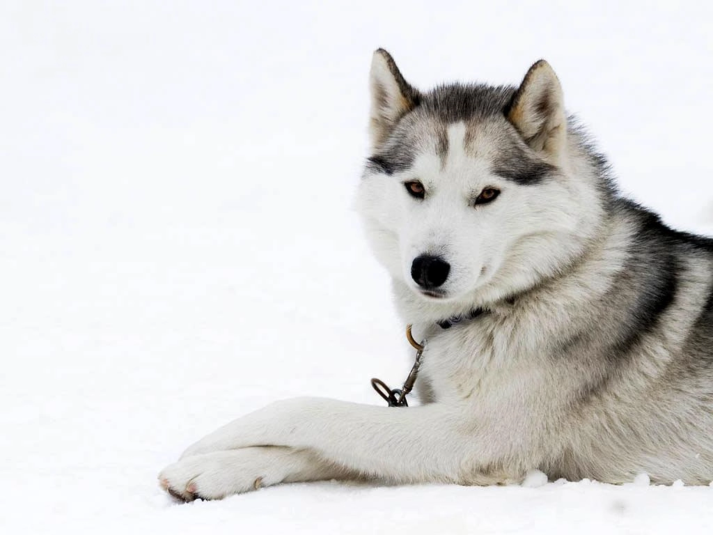 Chó alaska - cách phân biệt với chó husky và cách nuôi