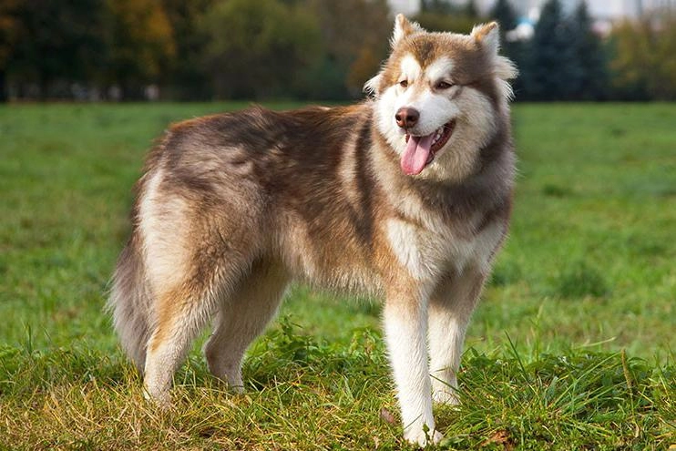 Chó alaska - cách phân biệt với chó husky và cách nuôi