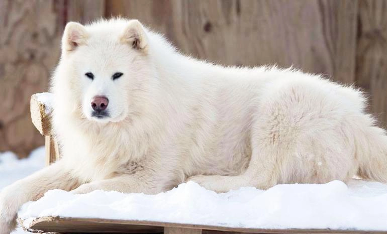 Chó alaska - cách phân biệt với chó husky và cách nuôi