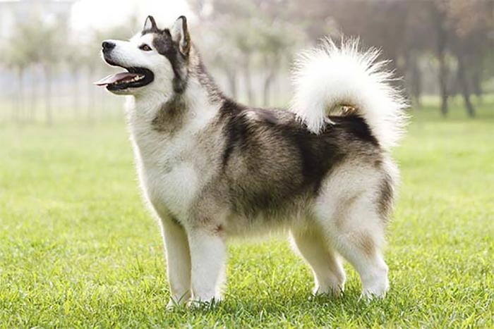 Chó alaska - cách phân biệt với chó husky và cách nuôi