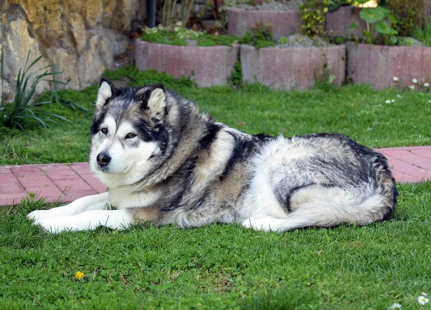 Chó alaska - cách phân biệt với chó husky và cách nuôi