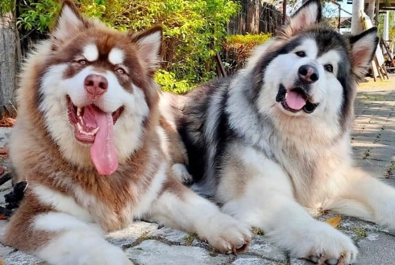 Chó alaska - cách phân biệt với chó husky và cách nuôi