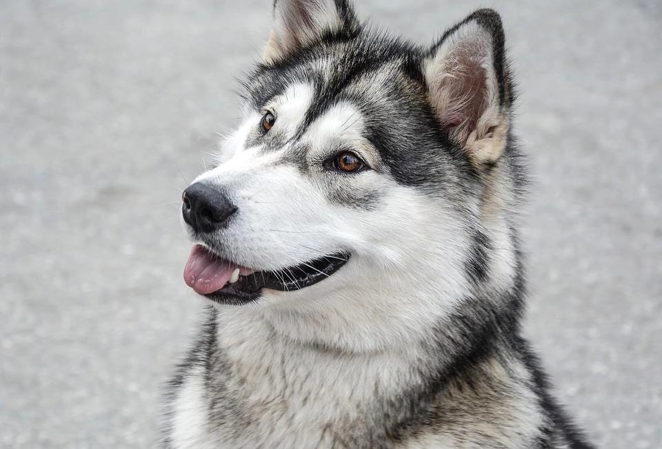 Chó alaska - cách phân biệt với chó husky và cách nuôi