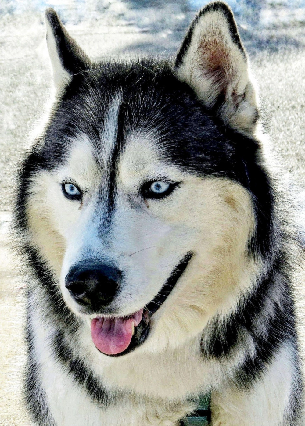 Chó alaska - cách phân biệt với chó husky và cách nuôi