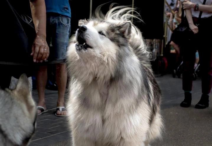 Chó alaska - cách phân biệt với chó husky và cách nuôi