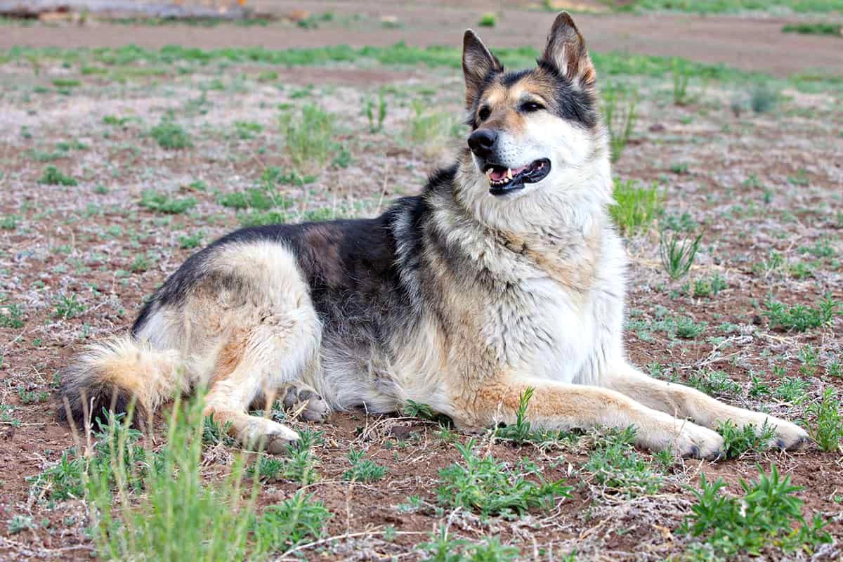 Chó alaska - cách phân biệt với chó husky và cách nuôi