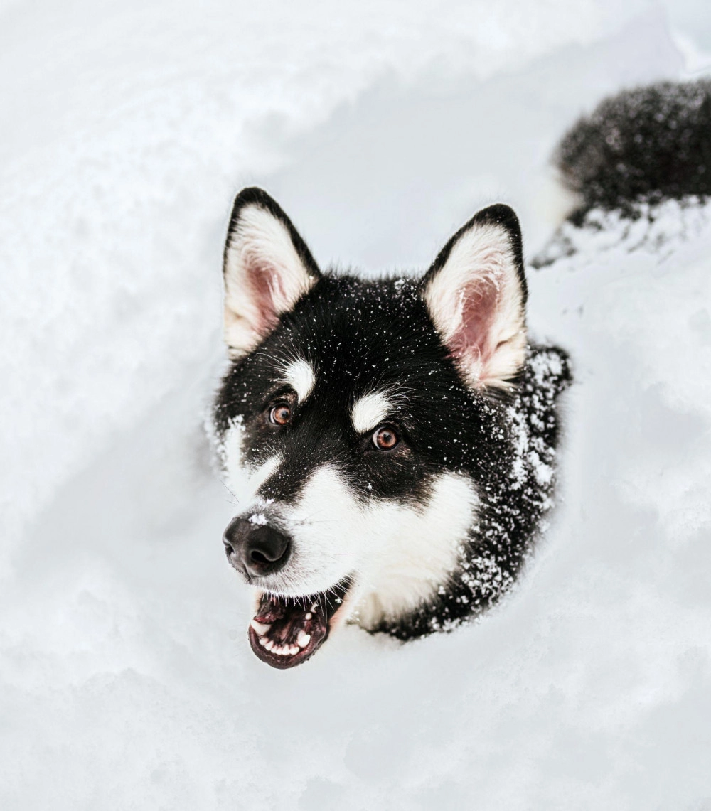 Chó alaska - cách phân biệt với chó husky và cách nuôi