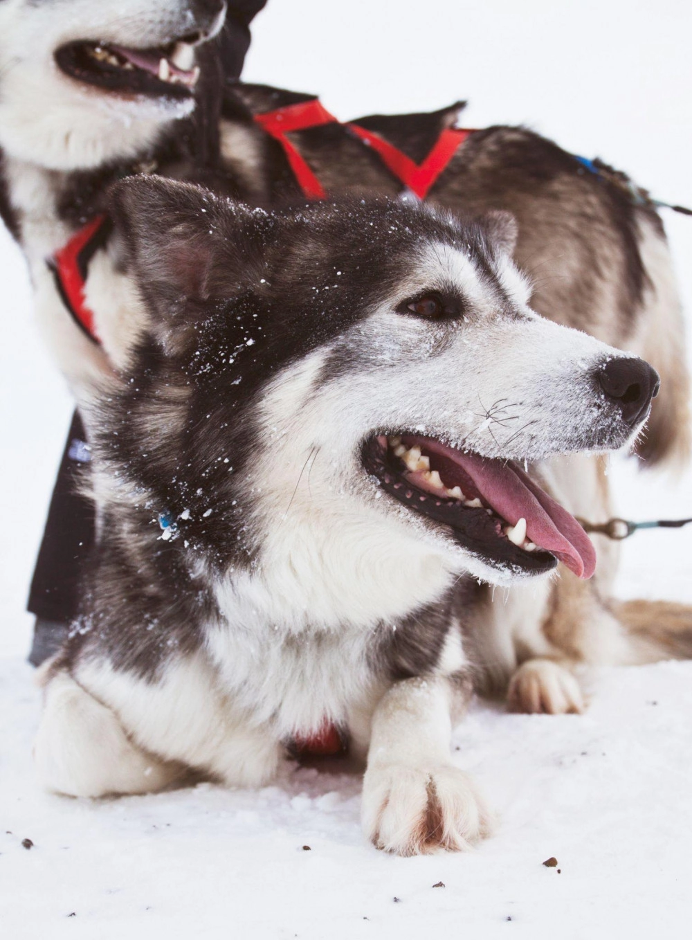 Chó alaska - cách phân biệt với chó husky và cách nuôi