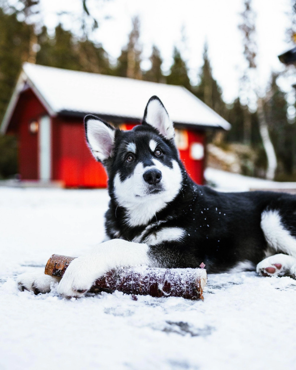 Chó alaska - cách phân biệt với chó husky và cách nuôi