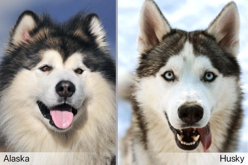 Chó alaska - cách phân biệt với chó husky và cách nuôi