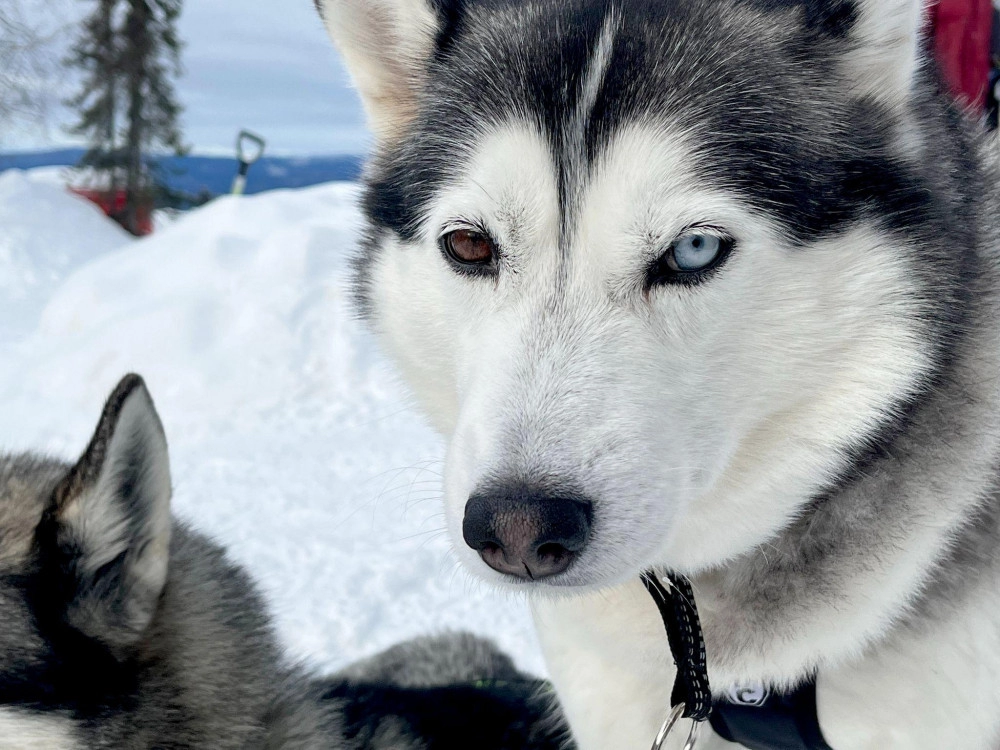 Chó alaska - cách phân biệt với chó husky và cách nuôi