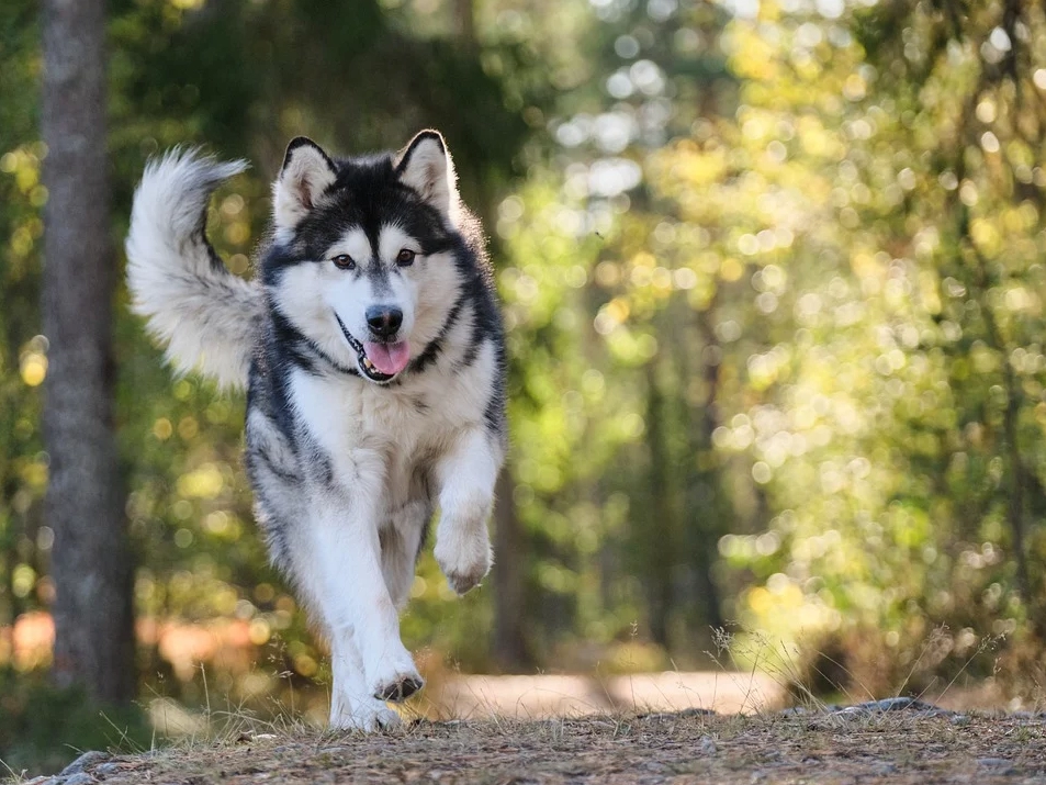 Chó alaska - cách phân biệt với chó husky và cách nuôi