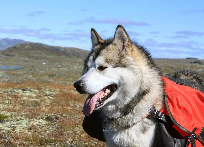 Chó alaska - cách phân biệt với chó husky và cách nuôi