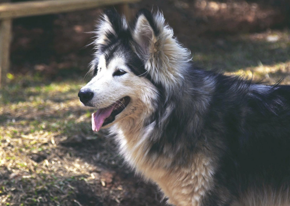 Chó alaska - cách phân biệt với chó husky và cách nuôi