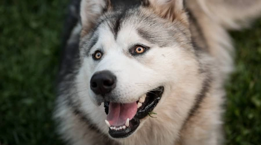 Chó alaska - cách phân biệt với chó husky và cách nuôi